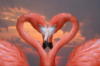 Схема вышивки «Любовь фламинго»