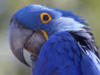 Схема вышивки «Синий попугай»