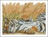 Схема вышивки «Спящий тигр»