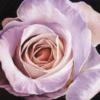 Схема вышивки «Подушка сиреневая роза»