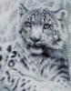 Схема вышивки «Леопард4»