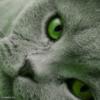 Схема вышивки «Зеленоглазый кот»