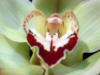 Схема вышивки «Орхидея »