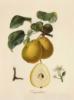 Схема вышивки «Серия ботаника-груша »