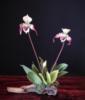 Схема вышивки «Thai Orchids»
