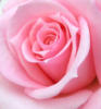 Роза розовая: оригинал