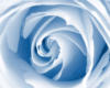 Роза голубая: оригинал