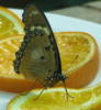 Схема вышивки «Бабочка на апельсинах»