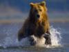 Бурый медведь на аляске: оригинал