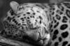 Спящий леопард: оригинал