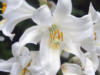 Схема вышивки «White lilys»