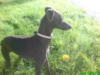 Левретка ( ItalianGreyHound ): оригинал