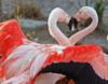 Влюбленные фламинго: оригинал