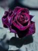 Розы бывают разные- фиолетовая: оригинал