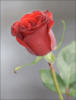 Схема вышивки «Розы бывают разные- красная»