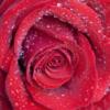 Серия сердце розы (подушка): оригинал