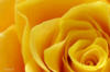 Схема вышивки «Серия сердце розы »