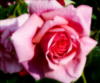Схема вышивки «Розы бывают разные - розовая»