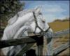 Схема вышивки «Белый конь»