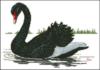 Схема вышивки «Черный лебедь»