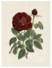 Схема вышивки «Бордовая роза»
