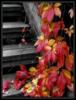 Осеннье листья: оригинал