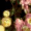 Маленькие хризантемы: предпросмотр