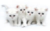 Схема вышивки «Белые котятки»