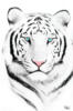 Схема вышивки «Бел тигр для кружка»