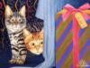 Схема вышивки «Кошачьи истории»