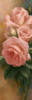 Схема вышивки «Розовые розы (прав. часть)»