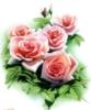 Схема вышивки «Розовые розы»