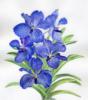 Синяя орхидея: оригинал