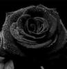 Схема вышивки «Черная роза печали»