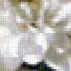 Белые хризантемы: предпросмотр
