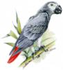 Схема вышивки «Серый попугай2»