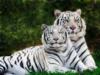 Белые тигры 2010: оригинал