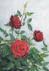 Схема вышивки «Розы 9»