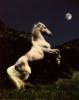 Схема вышивки «Horse and Moon»