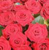 Схема вышивки «Подушка миллион алых роз»