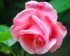 Розовая роза: оригинал
