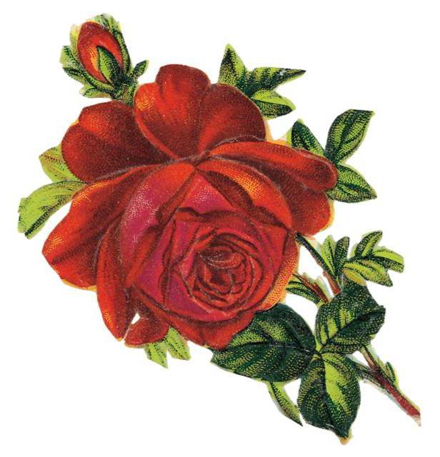 Роза, цветы, цветок, роза