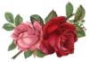 Винтажные розы: оригинал