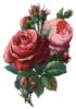 Схема вышивки «Красивые розы»