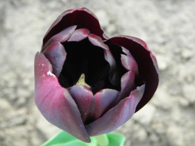 Black tulip, черный, цветок, тюльпан