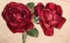 Красивые розы: оригинал