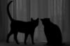 Чёрные кошки: оригинал