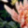 Хризантемы: предпросмотр
