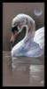 Схема вышивки «Белый лебедь на пруду»