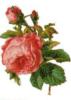 Схема вышивки «Пышная роза»